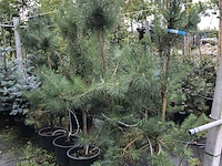 5x grove den pinus sylvestris, naaldboom, wintergroen, ca. 150 cm hoog - afbeelding 2 van  3