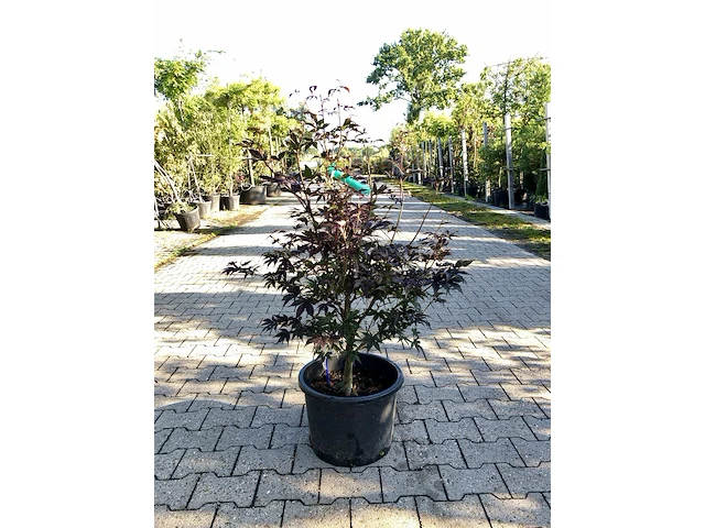 5x japanse esdoorn acer palmatum (in soorten), prieelboom, herfstverkleuring, ca. 80-120 cm hoog - afbeelding 1 van  5