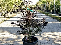 5x japanse esdoorn acer palmatum (in soorten), prieelboom, herfstverkleuring, ca. 80-120 cm hoog - afbeelding 1 van  5