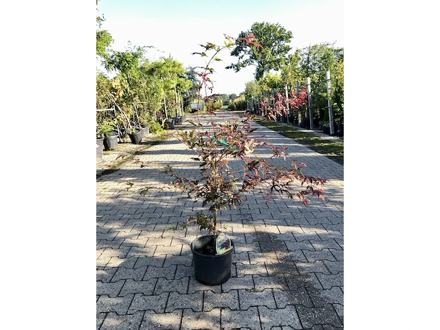 5x japanse esdoorn acer palmatum (in soorten), prieelboom, herfstverkleuring, ca. 80-120 cm hoog - afbeelding 3 van  5