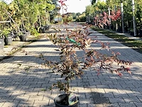 5x japanse esdoorn acer palmatum (in soorten), prieelboom, herfstverkleuring, ca. 80-120 cm hoog - afbeelding 3 van  5