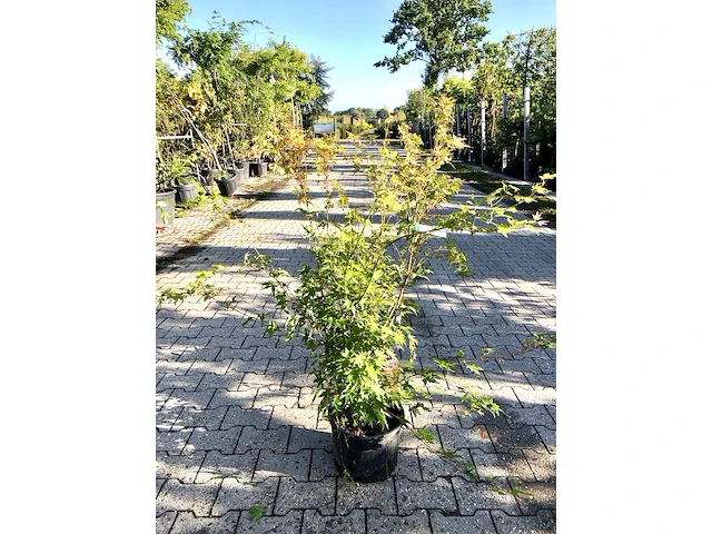 5x japanse esdoorn acer palmatum (in soorten), prieelboom, herfstverkleuring, ca. 80-120 cm hoog - afbeelding 4 van  5