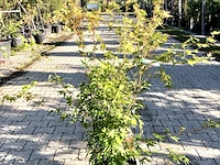 5x japanse esdoorn acer palmatum (in soorten), prieelboom, herfstverkleuring, ca. 80-120 cm hoog - afbeelding 4 van  5