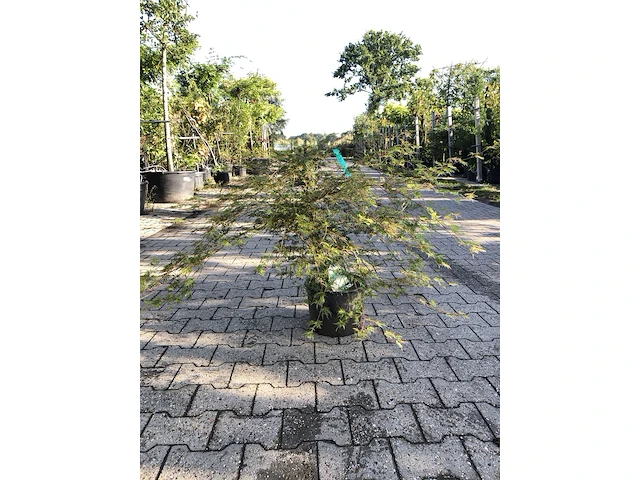 5x japanse esdoorn acer palmatum (in soorten), prieelboom, herfstverkleuring, ca. 80-120 cm hoog - afbeelding 5 van  5