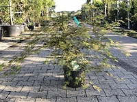 5x japanse esdoorn acer palmatum (in soorten), prieelboom, herfstverkleuring, ca. 80-120 cm hoog - afbeelding 5 van  5