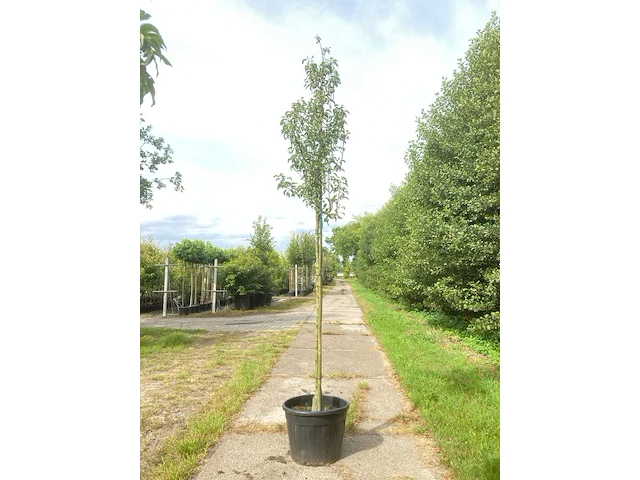 5x perenboom pyrus 'doyenne du comicé', fruitboom, ca. 3 m hoog - afbeelding 1 van  5