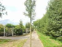 5x perenboom pyrus 'doyenne du comicé', fruitboom, ca. 3 m hoog - afbeelding 1 van  5