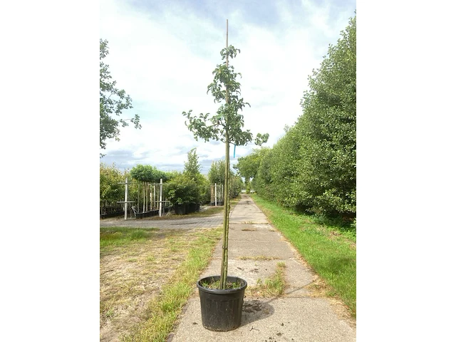 5x perenboom pyrus 'doyenne du comicé', fruitboom, ca. 3 m hoog - afbeelding 2 van  5