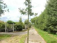 5x perenboom pyrus 'doyenne du comicé', fruitboom, ca. 3 m hoog - afbeelding 2 van  5