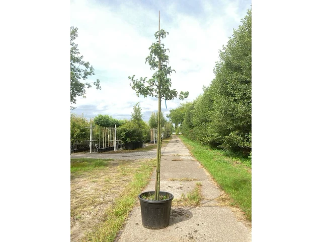 5x perenboom pyrus 'doyenne du comicé', fruitboom, ca. 3 m hoog - afbeelding 3 van  5