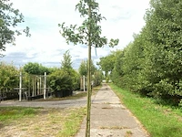 5x perenboom pyrus 'doyenne du comicé', fruitboom, ca. 3 m hoog - afbeelding 3 van  5