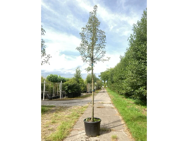 5x perenboom pyrus 'doyenne du comicé', fruitboom, ca. 3 m hoog - afbeelding 4 van  5