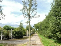 5x perenboom pyrus 'doyenne du comicé', fruitboom, ca. 3 m hoog - afbeelding 4 van  5