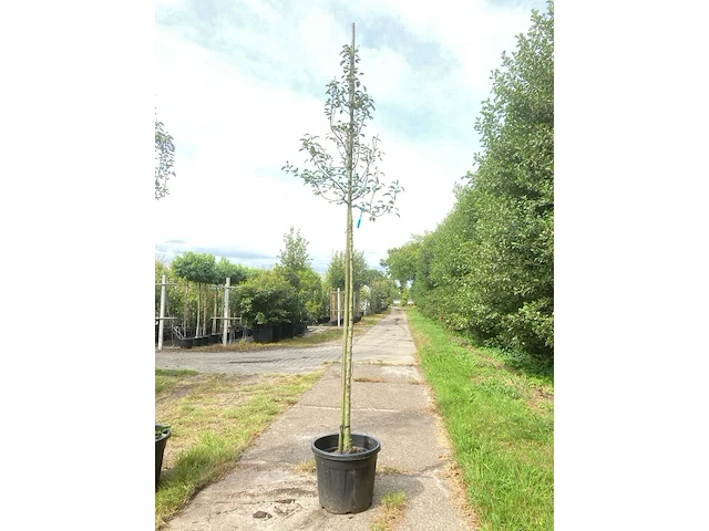 5x perenboom pyrus 'doyenne du comicé', fruitboom, ca. 3 m hoog - afbeelding 5 van  5