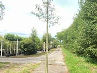 5x perenboom pyrus 'doyenne du comicé', fruitboom, ca. 3 m hoog - afbeelding 5 van  5
