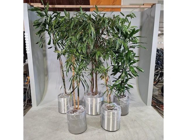 5x plant in pot - afbeelding 1 van  9