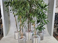 5x plant in pot - afbeelding 1 van  9