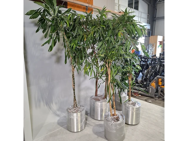 5x plant in pot - afbeelding 2 van  9
