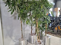 5x plant in pot - afbeelding 2 van  9