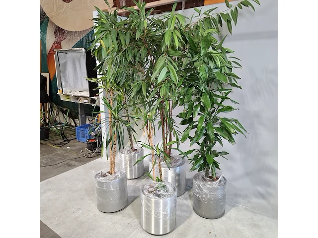 5x plant in pot - afbeelding 3 van  9