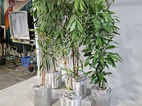 5x plant in pot - afbeelding 3 van  9