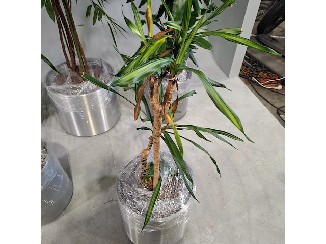 5x plant in pot - afbeelding 4 van  9