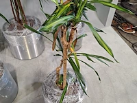 5x plant in pot - afbeelding 4 van  9