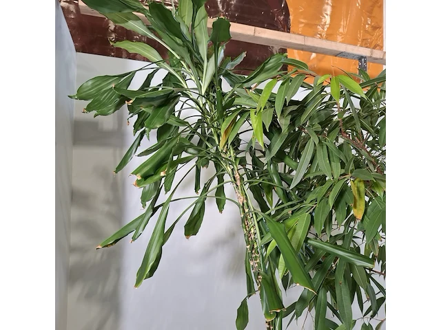 5x plant in pot - afbeelding 5 van  9
