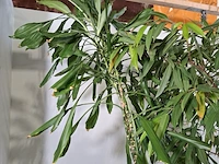 5x plant in pot - afbeelding 5 van  9