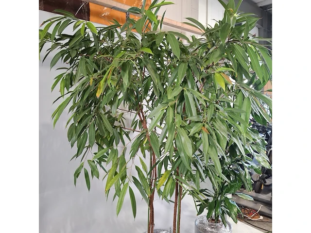 5x plant in pot - afbeelding 6 van  9
