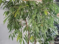 5x plant in pot - afbeelding 6 van  9
