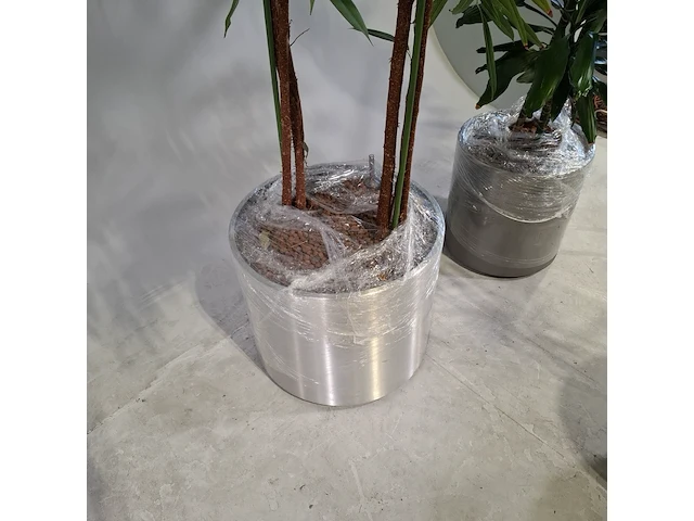 5x plant in pot - afbeelding 7 van  9