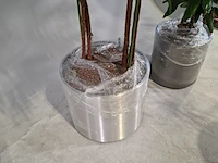 5x plant in pot - afbeelding 7 van  9