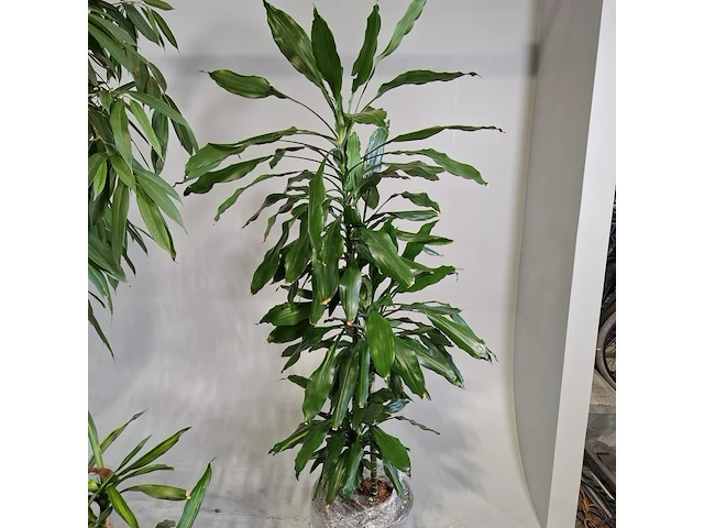 5x plant in pot - afbeelding 8 van  9
