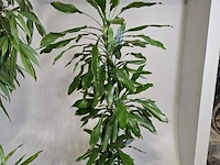5x plant in pot - afbeelding 8 van  9