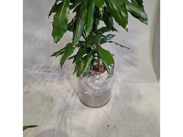 5x plant in pot - afbeelding 9 van  9