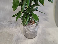5x plant in pot - afbeelding 9 van  9