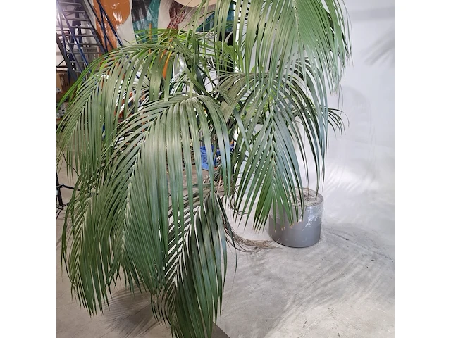 5x plant in pot - afbeelding 2 van  11