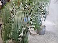 5x plant in pot - afbeelding 2 van  11