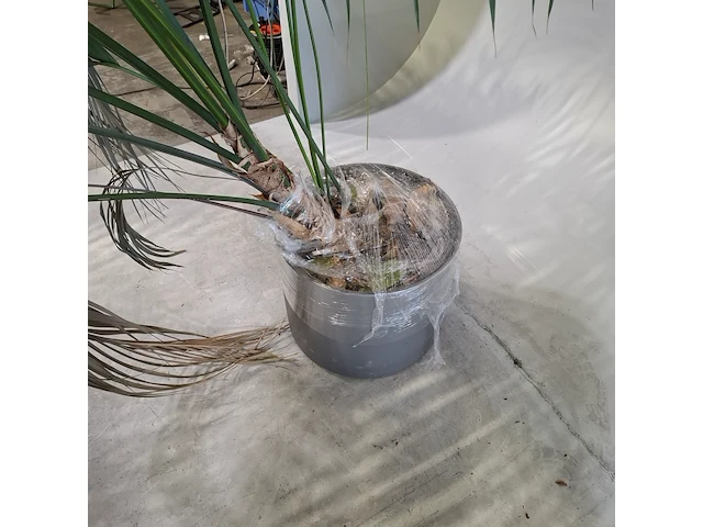 5x plant in pot - afbeelding 3 van  11