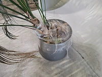 5x plant in pot - afbeelding 3 van  11