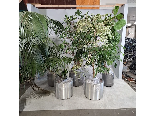 5x plant in pot - afbeelding 1 van  11