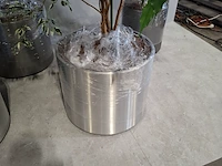 5x plant in pot - afbeelding 4 van  11