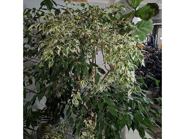 5x plant in pot - afbeelding 5 van  11
