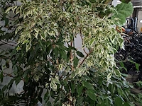 5x plant in pot - afbeelding 5 van  11