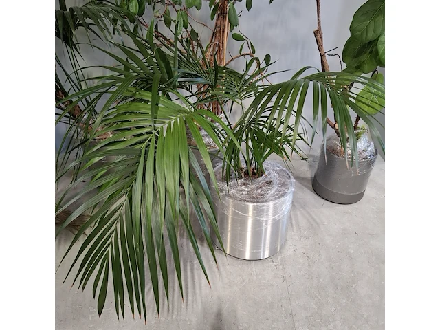 5x plant in pot - afbeelding 6 van  11