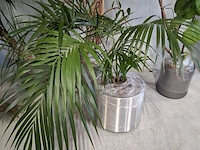 5x plant in pot - afbeelding 6 van  11