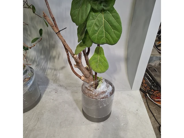 5x plant in pot - afbeelding 7 van  11