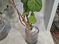 5x plant in pot - afbeelding 7 van  11