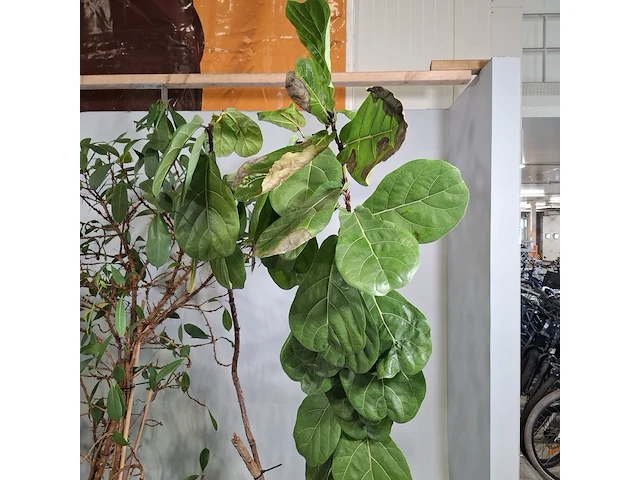 5x plant in pot - afbeelding 8 van  11